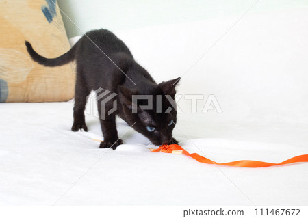 Black kitten playing with a rope closeup Black kitten playing with a rope closeup 111467672