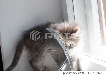 Little grey kitten and mirror in the sun 111467673