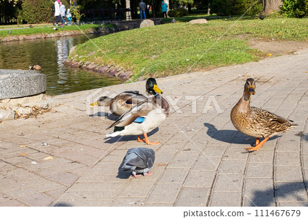 Ducks on the sidewalk in an autumn park Ducks on the sidewalk in an autumn park 111467679