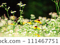 Yellow-bellied daisies and Red-spotted daisies 111467751