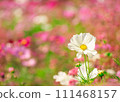 Cosmos 2024.2.11 White 111468157