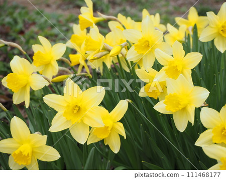 Yellow daffodil flowers Yellow daffodil flowers 111468177