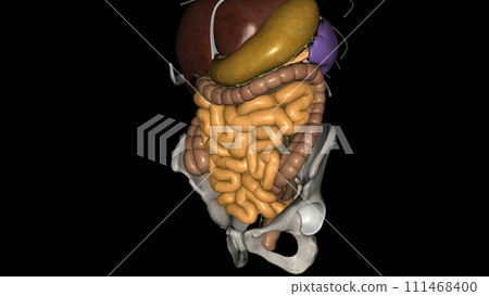 The small intestine (also referred to as the small bowel) is the specialized tubular structure between the stomach The small intestine (also referred to as the small bowel) is the specialized tubular structure between the stomach 111468400