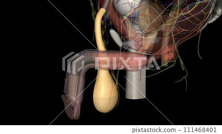 The external spermatic fascia (Intercrural Fascia ; intercolumnar fascia) is a thin membrane The external spermatic fascia (Intercrural Fascia ; intercolumnar fascia) is a thin membrane 111468401