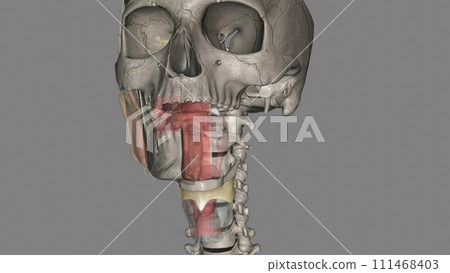 The thymus is the organ primarily responsible for the production and maturation of immune cells 111468403