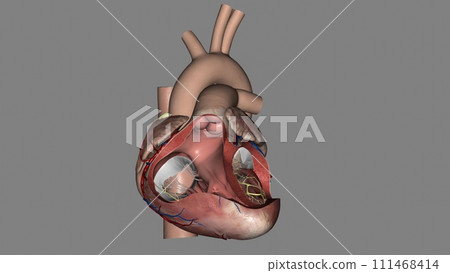 Heart, Atria and Ventricles 3d Heart, Atria and Ventricles 3d 111468414