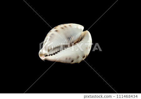 Tiger Cowrie Seashell on a black background Tiger Cowrie Seashell on a black background 111468434