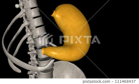 The stomach is a J-shaped organ that digests food 111468437