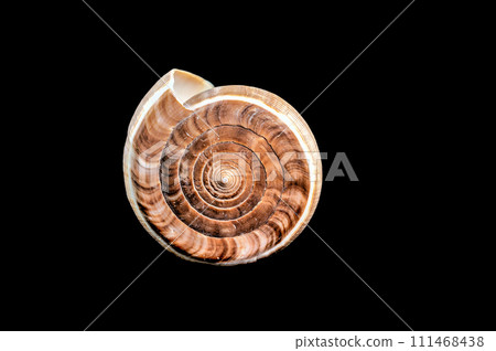 Conus Figulinus sea Shell on a black background 111468438
