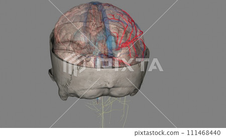 The middle cerebral artery (MCA) is a critical artery which has an extensive clinical significance 111468440