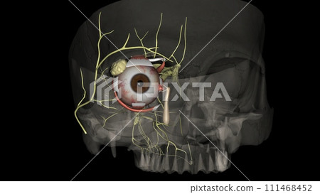 The eye ; light reflex, is regulated by three structures: the ; retina, the pretectum, The eye ; light reflex, is regulated by three structures: the ; retina, the pretectum, 111468452