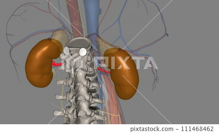 The renal plexus is a complex network of nerves formed by filaments from the celiac ganglia and plexus, aorticorenal ganglia The renal plexus is a complex network of nerves formed by filaments from the celiac ganglia and plexus, aorticorenal ganglia 111468462