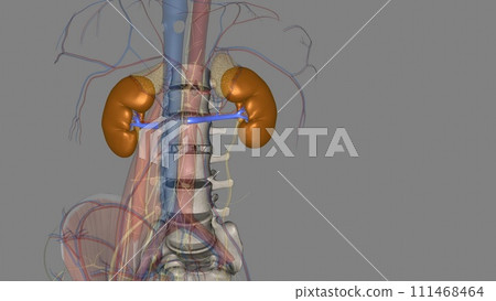 The renal veins are blood vessels that return blood to the heart from the kidney 111468464