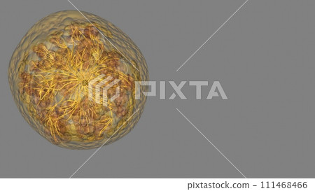 A lactiferous duct collects the milk from the lobules within each lobe and carries it to the nipple A lactiferous duct collects the milk from the lobules within each lobe and carries it to the nipple 111468466