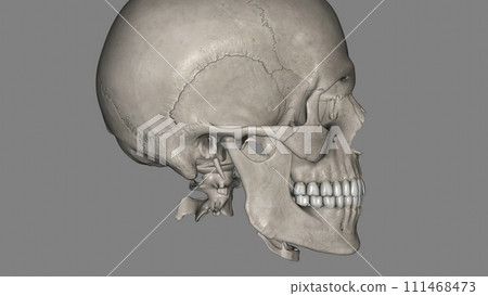 The human skull consists of 22 bones The human skull consists of 22 bones 111468473