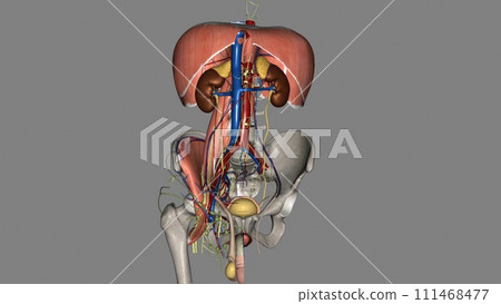 The inner lining of the urinary bladder is a mucous membrane of transitional epithelium that is continuous with that in the ureters The inner lining of the urinary bladder is a mucous membrane of transitional epithelium that is continuous with that in the ureters 111468477