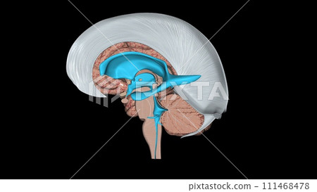 The brain comprises four lobes, each associated with different functions The brain comprises four lobes, each associated with different functions 111468478