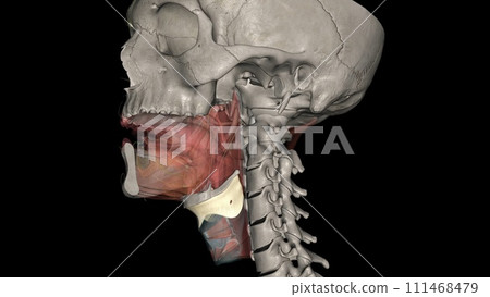 The thyrohyoid membrane (or hyothyroid membrane) is a broad, fibro-elastic sheet of the larynx The thyrohyoid membrane (or hyothyroid membrane) is a broad, fibro-elastic sheet of the larynx 111468479