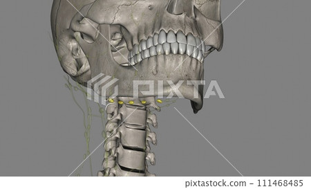 The submandibular lymph nodes are some 3-6 lymph nodes situated at the inferior border of the ramus of mandible The submandibular lymph nodes are some 3-6 lymph nodes situated at the inferior border of the ramus of mandible 111468485