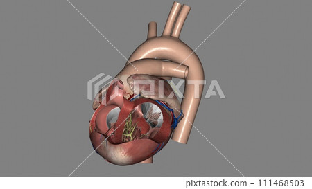 Heart, Atria and Ventricles 3d 111468503