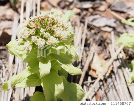 芙蓉頭給人一種春天的感覺 111468767