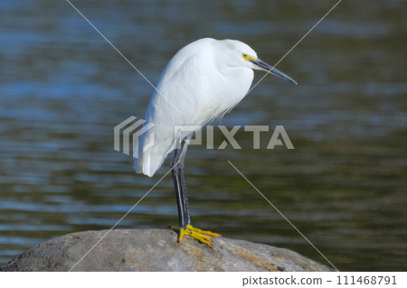 蒼鷺 蒼鷺 111468791