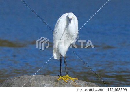 蒼鷺 蒼鷺 111468799