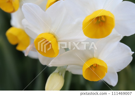 White daffodil flowers blooming in the garden in early spring 111469007