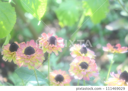 淺土色金光菊城市野生動物園 111469029