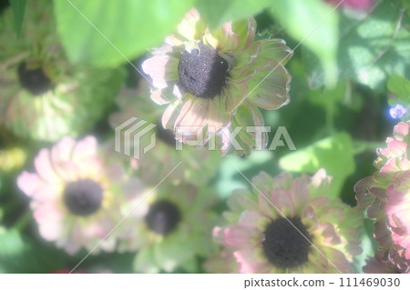 淺色金光菊城市野生動物園 111469030