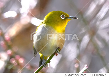 White-eye 111469074
