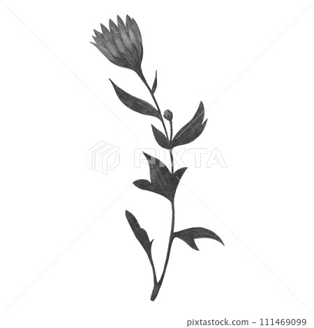 Hand Drawn Black and White Chrysanthemum with Leaves Isolated on White Background. Hand Drawn Black and White Chrysanthemum with Leaves Isolated on White Background. 111469099