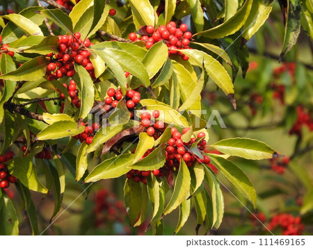 Red fruit of Ilex chinensis 111469165