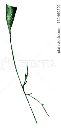 Green Hand Drawn Flower Leaves Isolated on White Background. Green Hand Drawn Flower Leaves Isolated on White Background. 111469201