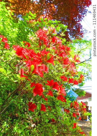 山路紅花盛開的風景1 山路紅花盛開的風景1 111469431
