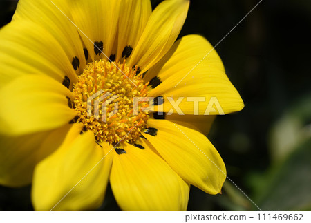 雜色菊花 111469662