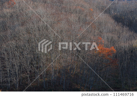 日本:福島縣山郡北鹽原村裡盤台高原馬澤濕地沿岸的風景 日本:福島縣山郡北鹽原村裡盤台高原馬澤濕地沿岸的風景 111469716