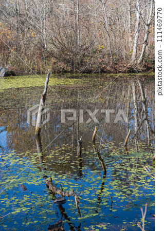 A small swamp along the Nakazenuma sightseeing route in Urabandai Plateau, Kitashiobara Village, Yama District, Fukushima Prefecture, Japan A small swamp along the Nakazenuma sightseeing route in Urabandai Plateau, Kitashiobara Village, Yama District, Fukushima Prefecture, Japan 111469770
