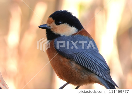 A cute and beautiful mountain tit that came out of nowhere and stopped right in front of me. 111469777