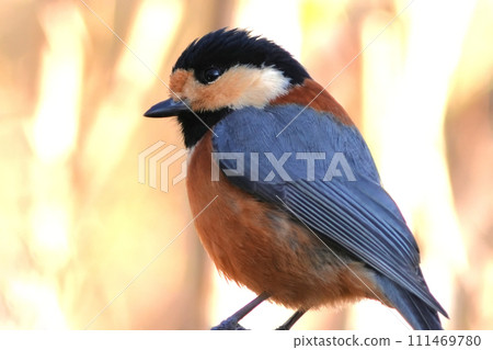A cute and beautiful mountain tit that came out of nowhere and stopped right in front of me. A cute and beautiful mountain tit that came out of nowhere and stopped right in front of me. 111469780