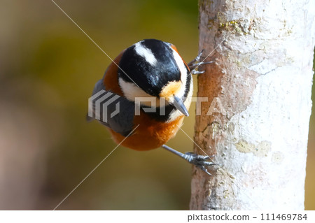 一隻可愛美麗的山雀不知從哪裡冒出來，停在我面前。 111469784