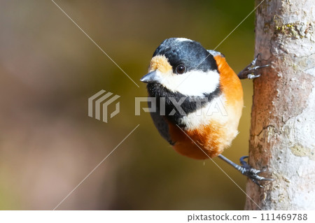 A cute and beautiful mountain tit that came out of nowhere and stopped right in front of me. A cute and beautiful mountain tit that came out of nowhere and stopped right in front of me. 111469788