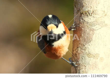 A cute and beautiful mountain tit that came out of nowhere and stopped right in front of me. A cute and beautiful mountain tit that came out of nowhere and stopped right in front of me. 111469790