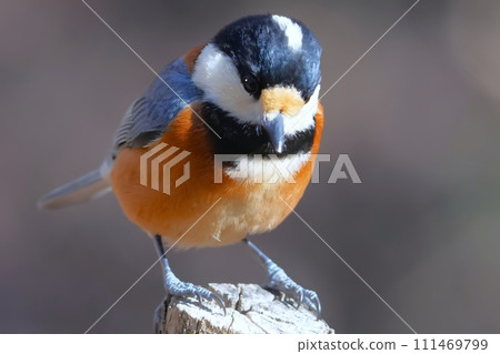 A cute and beautiful mountain tit that came out of nowhere and stopped right in front of me. A cute and beautiful mountain tit that came out of nowhere and stopped right in front of me. 111469799