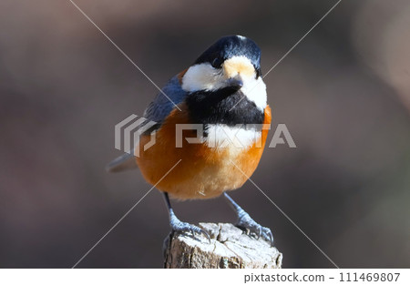 A cute and beautiful mountain tit that came out of nowhere and stopped right in front of me. A cute and beautiful mountain tit that came out of nowhere and stopped right in front of me. 111469807