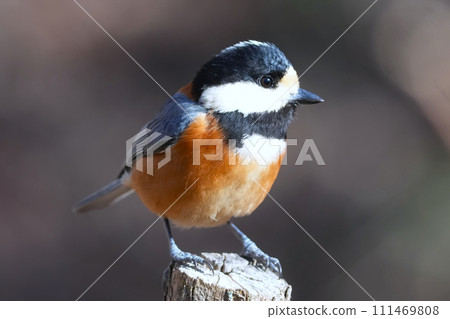 一隻可愛美麗的山雀不知從哪裡冒出來，停在我面前。 111469808