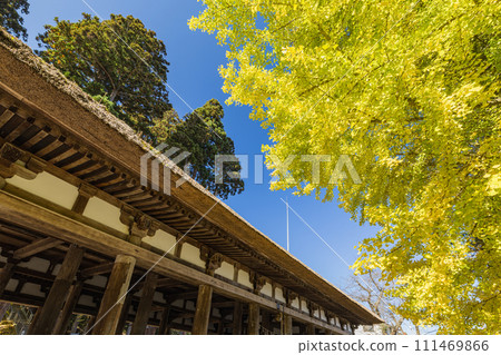 日本:福島縣喜多方市京德町新宮熊野神社的大銀杏樹和熊野神社社長樓 日本:福島縣喜多方市京德町新宮熊野神社的大銀杏樹和熊野神社社長樓 111469866