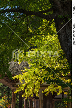 Japan: The large ginkgo tree and Kumano shrine president floor of Shingu Kumano Shrine in Shingu, Keitoku-cho, Kitakata City, Fukushima Prefecture Japan: The large ginkgo tree and Kumano shrine president floor of Shingu Kumano Shrine in Shingu, Keitoku-cho, Kitakata City, Fukushima Prefecture 111469878