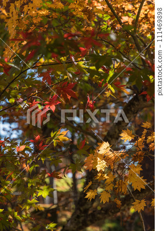 日本福島縣川沼郡柳津町圓藏寺、福萬國藏菩薩的秋葉 111469898