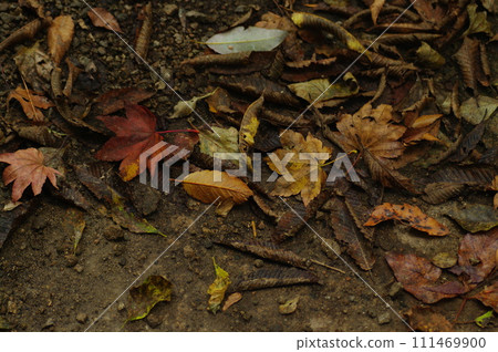 秋葉景觀 111469900